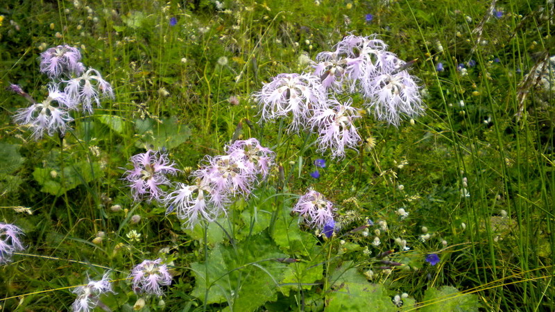 Dianthus superbus